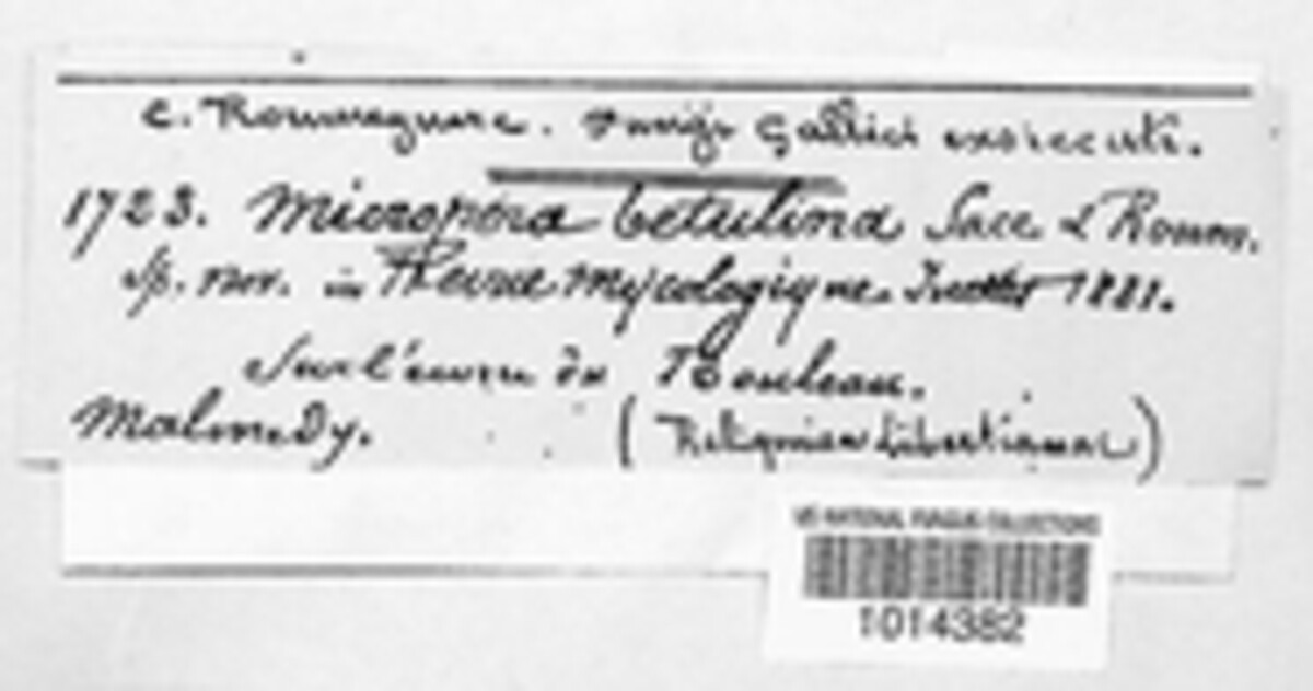Pseudophomopsis betulina image